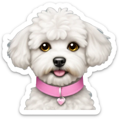 White Maltipoo with pink collar sticker