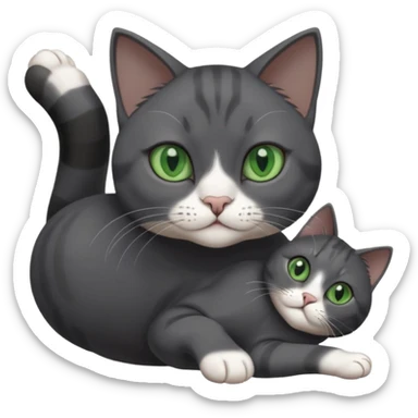 beautiful female solid dark grey cat with green eyes, white toes/paws and white patch on her chest rolling upside down sticker