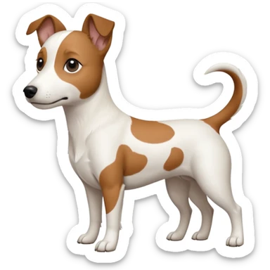 a fully white jack russell the size of a kelpie with floppy ears and a half white face sticker