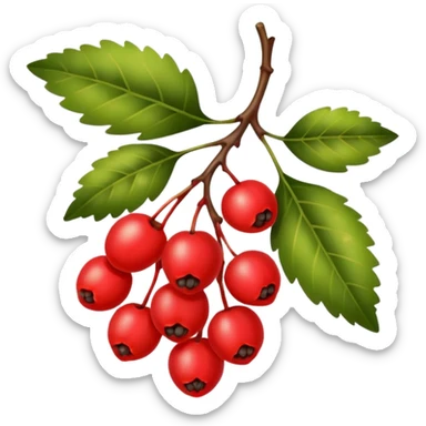 rowan/mountain ash berries, simple sticker