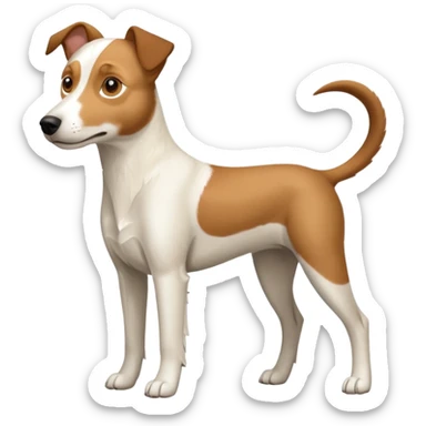 a full body large white parson russell looking dog the size of a kelpie with light brown flapped down ears and a light brown patch on one eye and a large snout sticker