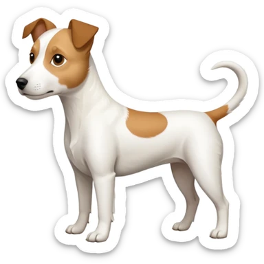 a full body slightly chubby white parson russell terrier looking dog the size of a kelpie with light brown long ears and a light brown patch on one eye and a large snout. the rest of the dog is completely whiteforward facing sticker