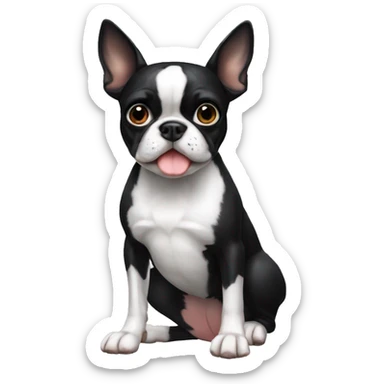 boston terrier sitting and offering a paw to shake sticker