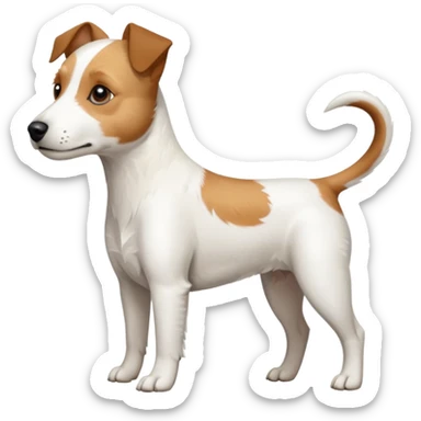 a full body slightly chubby white parson russell terrier looking dog the size of a kelpie with light brown long ears and a light brown patch on one eye and a large snout. the rest of the dog is completely white sticker