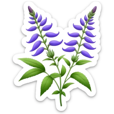 nice salvia flower for a logo for a web sticker