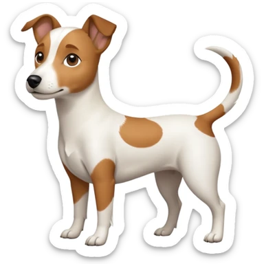 a full body white jack russel looking dog the size of a kelpie with light brown ears and a light brown patch on one eye, flopped down ears and a large snout sticker
