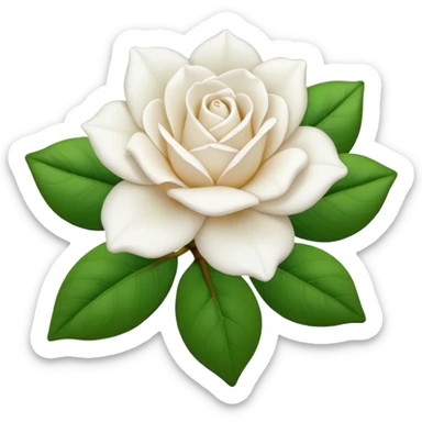 Rosa blanca tipo gardenia sin hojas verdes ninguna hoja verde sticker