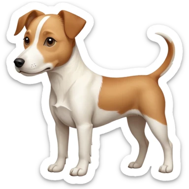 a full body facing front on of a buff white beagle cross jack russell terrier looking dog the size of a kelpie with light brown long ears resting on its face and a light brown patch above one eye and a large snout. the rest of the dog is completely white.  sticker