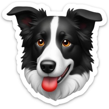 A black and white border collie with an skewed to the left white spot on his head and a red plaque on his collar sticker