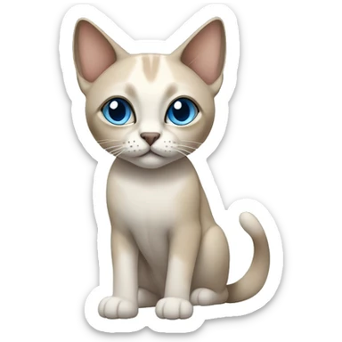 Thai breed adult cat with a light cream-brown body, dark gray nose and face, ears, and paws. sharp ears, and striking light blue eyes  sticker