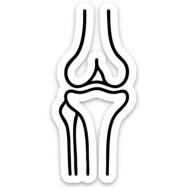 detailed medical illustration of knee bones and joint anatomy sticker