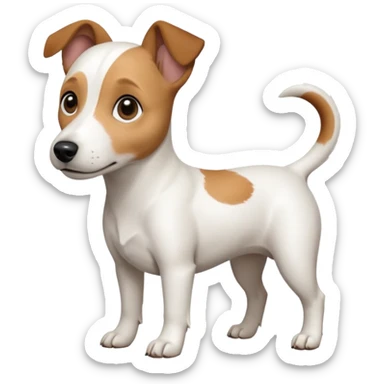 a full body white jack russel looking dog the size of a kelpie with light brown ears and a light brown patch on one eye, flopped down ears and a large snout sticker
