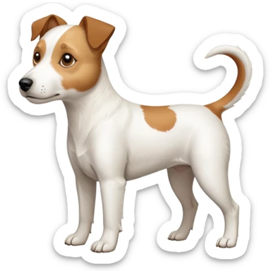 a full body slightly chubby white parson russell terrier looking dog the size of a kelpie with light brown long ears and a light brown patch on one eye and a large snout. the rest of the dog is completely white sticker