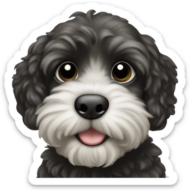 Black havapoo puppy with white chin sticker