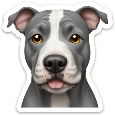Grey Stafford shire bull terrier dog portrait with a small white line between his eyes and a white chest sticker