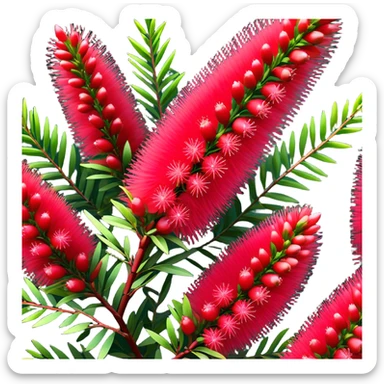 Cinematic Realistic Callistemon Emoji, Vibrant and striking, with spiky red flowers resembling a bottlebrush. The slender leaves create a fine backdrop to the bold blooms, while the plant exudes energy and vitality. Soft glowing outline, capturing the essence of strength, color, and natural beauty in a brilliant callistemon tree! sticker