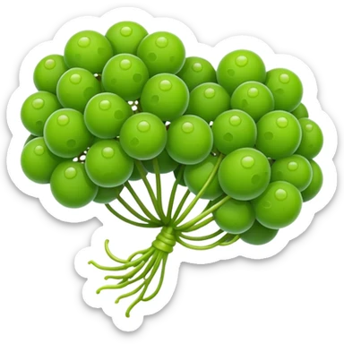 Sea grapes (Caulerpa lentillifera) with an elongated, cylindrical shape, made of many tiny translucent green bead-like bubbles,  much smaller than real grapes, clustered tightly along a thin stem, glossy and fresh, emoji-style illustration, simplified shape, clean outline, cute and minimal sticker