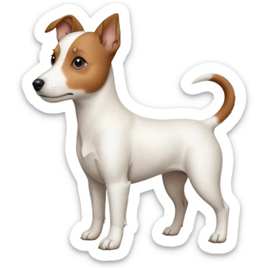 a fully white jack russell the size of a kelpie with floppy ears and a half white face sticker