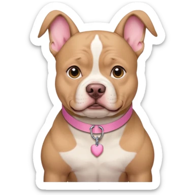 Tan with white chest XL American bully with cropped ears and pink collar sticker