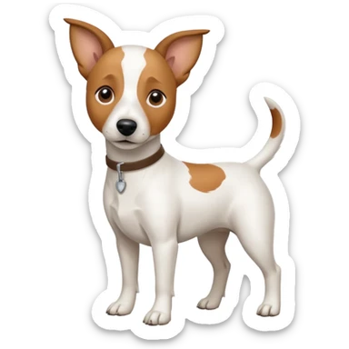 a full body white jack russel looking dog the size of a kelpie with light brown ears and a light brown patch on one eye, flopped down ears and a large snout sticker