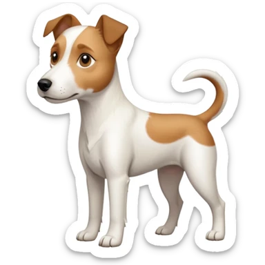 a full body large white parson russell terrier looking dog the size of a kelpie with light brown long ears and a light brown patch on one eye and a large snout sticker