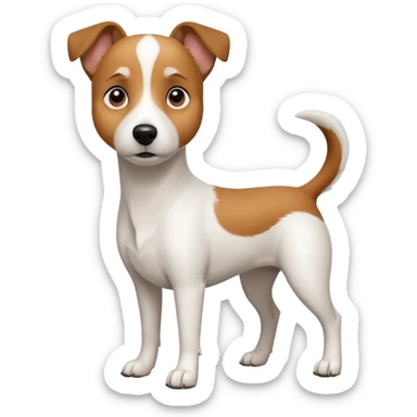 a full body white jack russel looking dog the size of a kelpie with light brown ears and a light brown patch on one eye and a large snout sticker