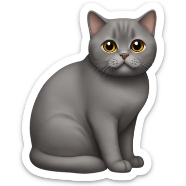 british shorthair in choclate with Brown eyes sitting  sticker