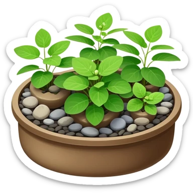 Small dish garden with Plectranthus Verticillatus sprouts having perfectly circular coin-shaped leaves arranged with small rocks sticker