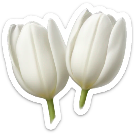 White tulips  sticker
