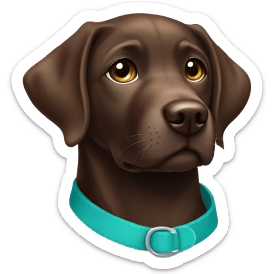 Chocolate labrador cute puppy with small white patch of fur on chest and teal collar sticker