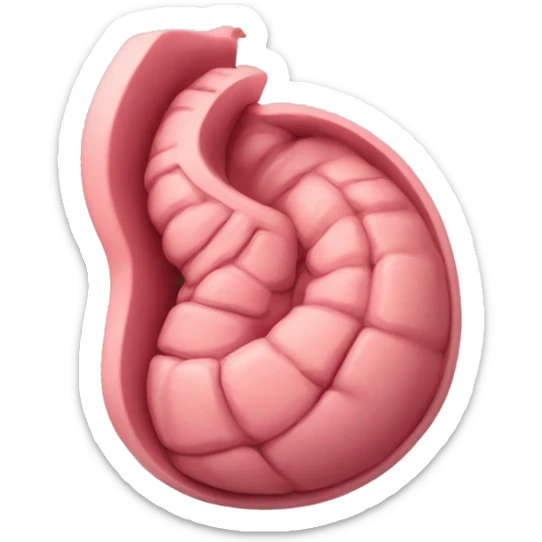 “A detailed image of a human stomach, showing its curved shape, inner folds, and a natural pinkish color.” sticker