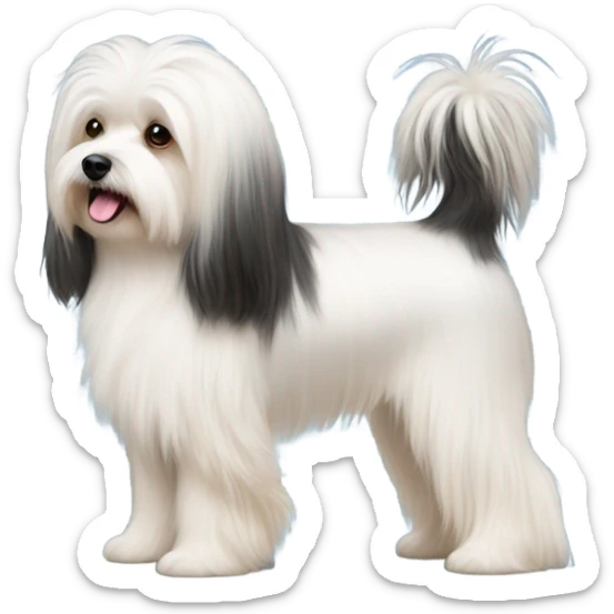 Side view of Havanese long hair all the way down to the dogs feet at a dog show  sticker