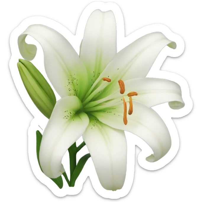 Lily  sticker
