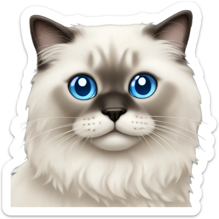 Fluffy seal.colorpoint ragdoll cat with  blue eyes sticker