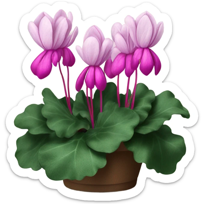 A scarlet bunch of cyclamen with a velvet bow and a vintage calligraphy set
 sticker