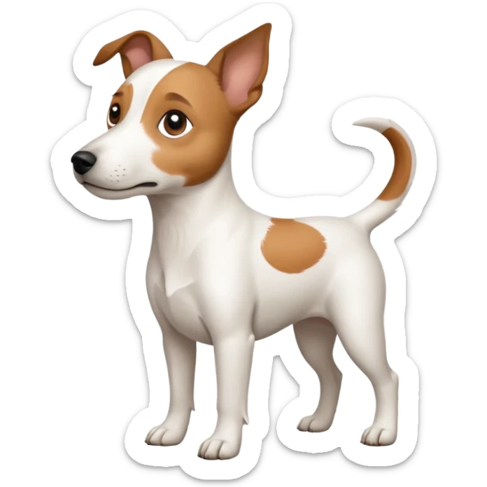 a full body white jack russel looking dog the size of a kelpie with light brown ears and a light brown patch on one eye and a large snout sticker