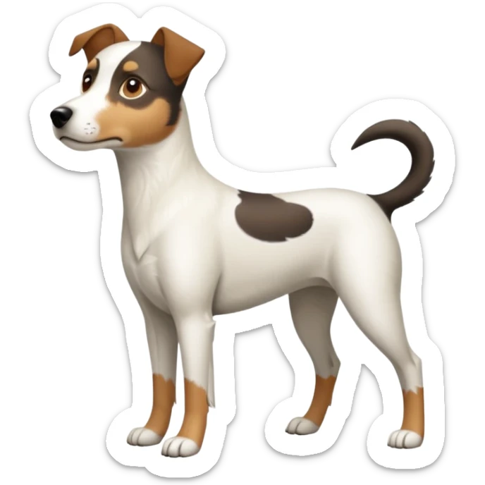 a full body large white parson russell looking dog the size of a kelpie with light brown flopped down ears and a light brown patch on one eye and a large snout sticker
