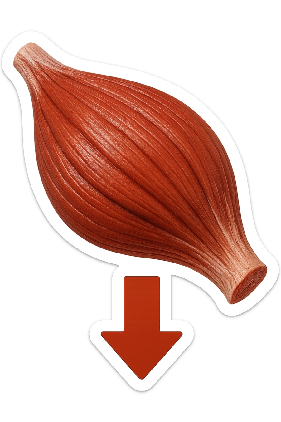 porzione di tessuto muscolare umano iperrealistico con freccia giù sticker