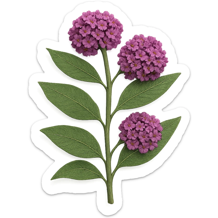 very detailed milkweed plant, intricate cut paper textures, green leaves, clusters of pink and purple flowers, realistic details sticker