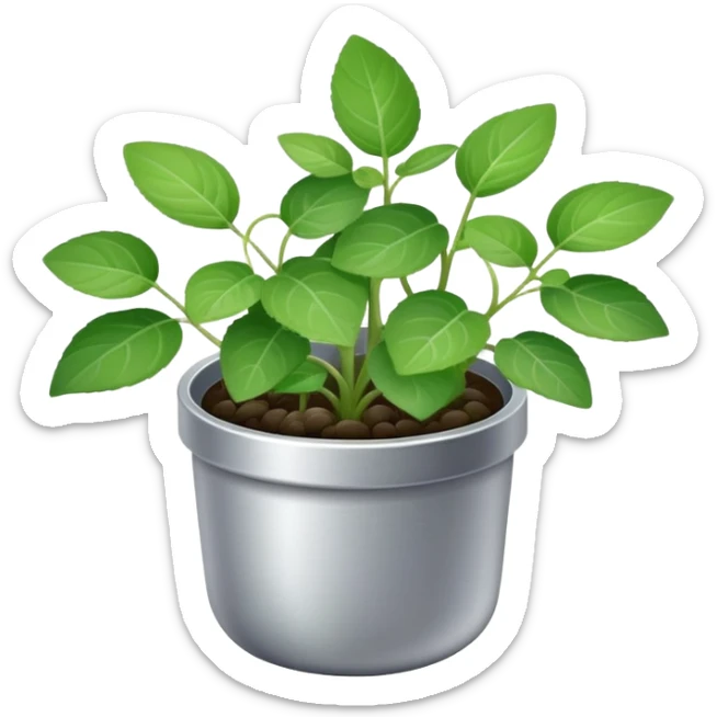 Young sprouts of Plectranthus Verticillatus with round circular leaves in a silver metallic pot sticker