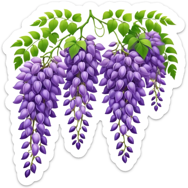 Beautiful wisteria with long cascading clusters of purple flowers hanging like grapes, with delicate green pinnate leaves sticker