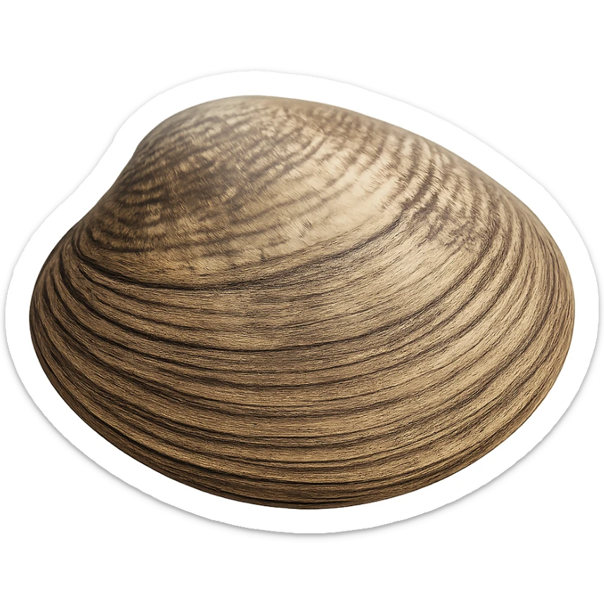 Clam sticker