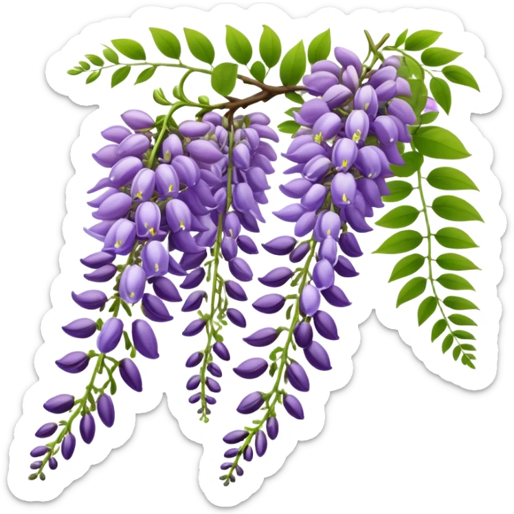 Wisteria raceme with mixed blooming stages - some flowers fully open in purple, others still in bud stage, hanging gracefully with green leaves sticker