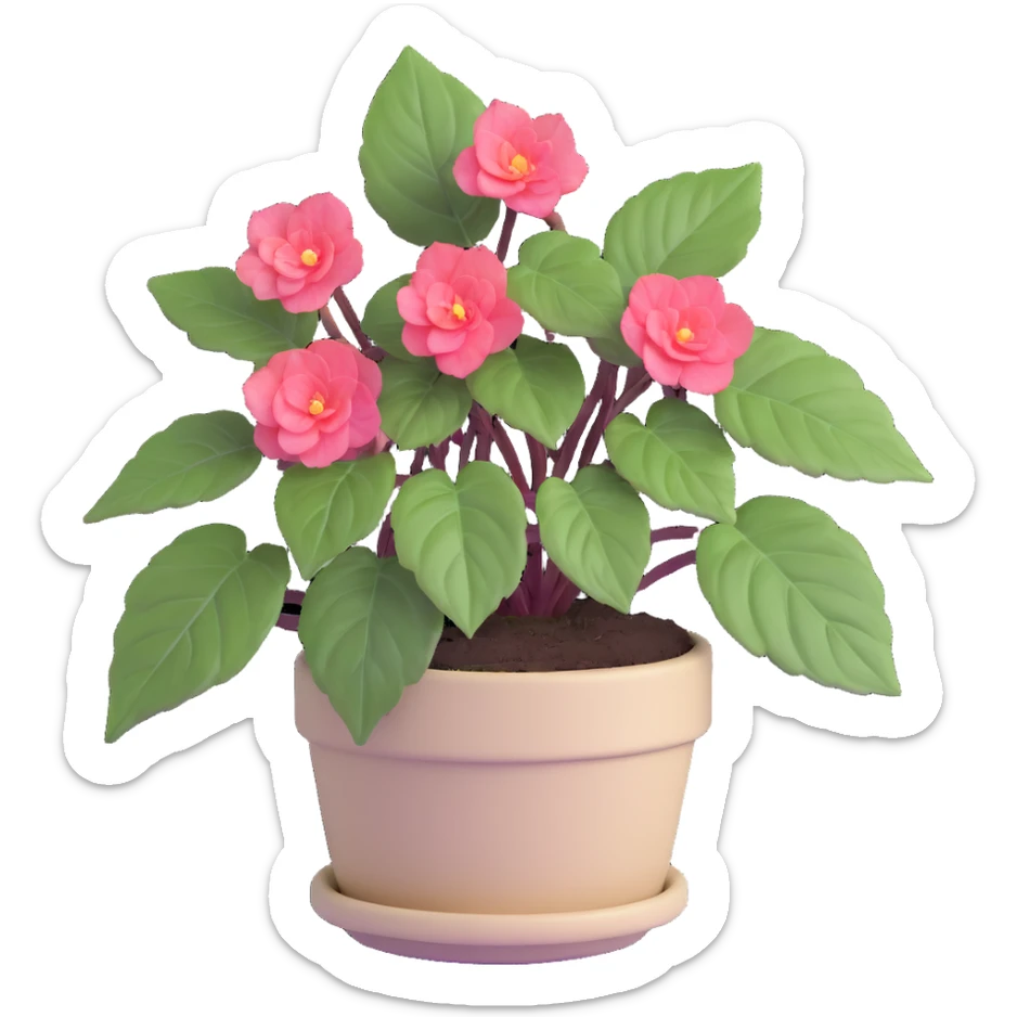 Begonia Rex with greenish-purple spiral center leaves in a beige pot sticker