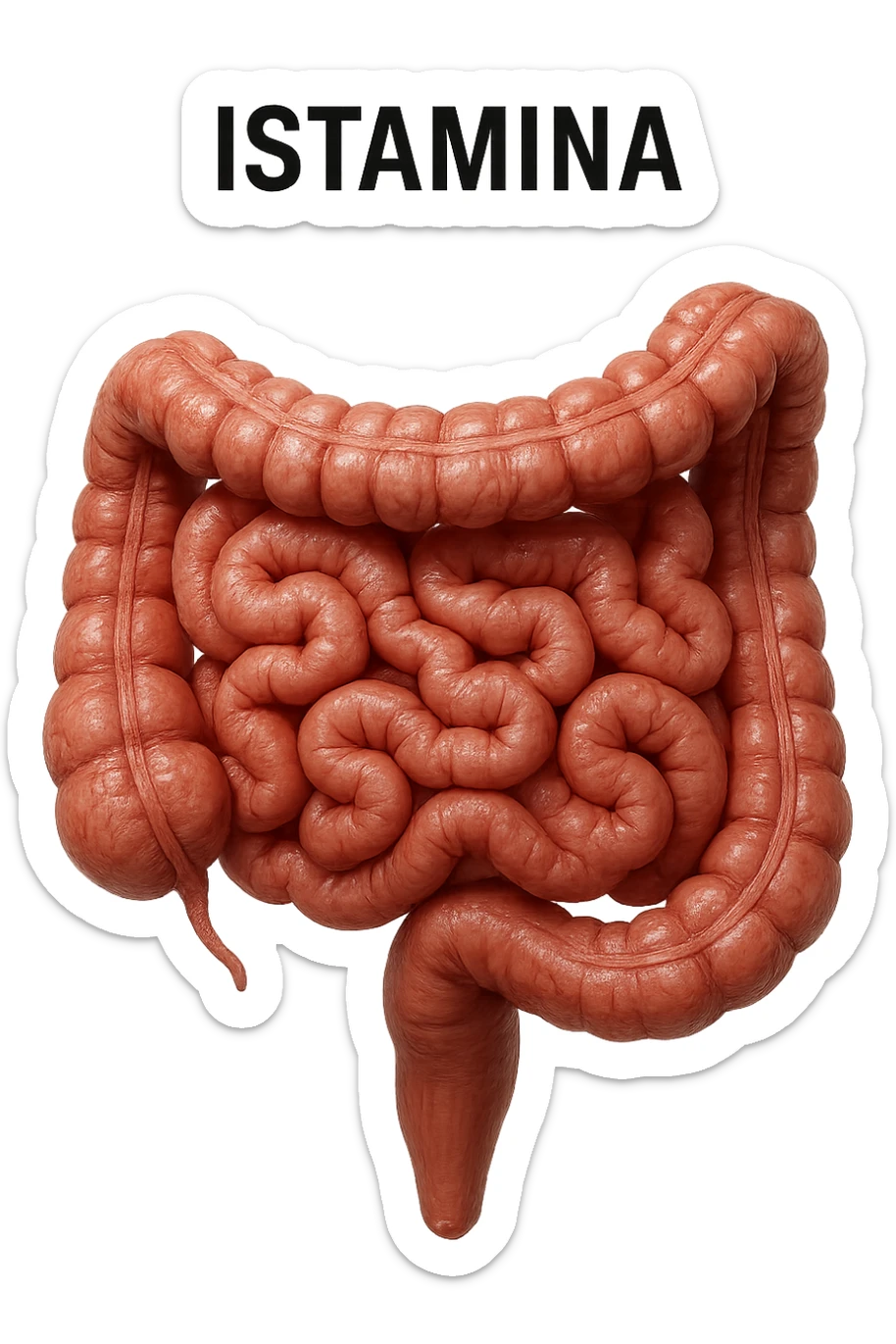 intestino umano realistico con la scritta "ISTAMINA" stampata sopra, iperrealistico 4k sticker