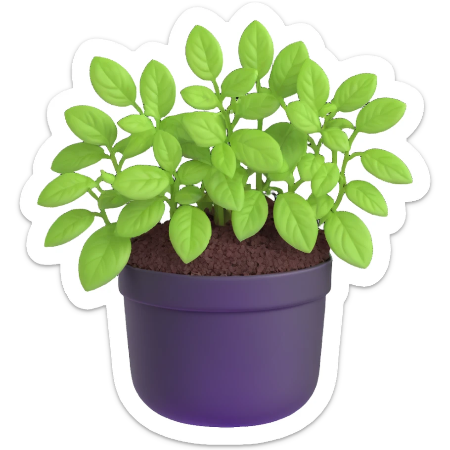 Small sprouts of Plectranthus Verticillatus with perfectly round leaves growing in a shiny metallic pot sticker