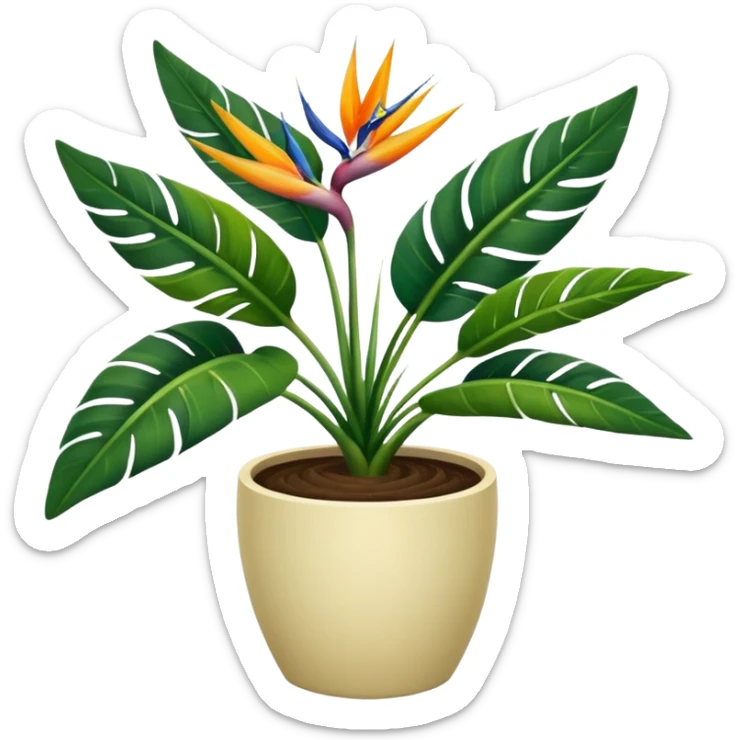 Bird of paradise leafy plant in cream pot no white between leaves no background sticker
