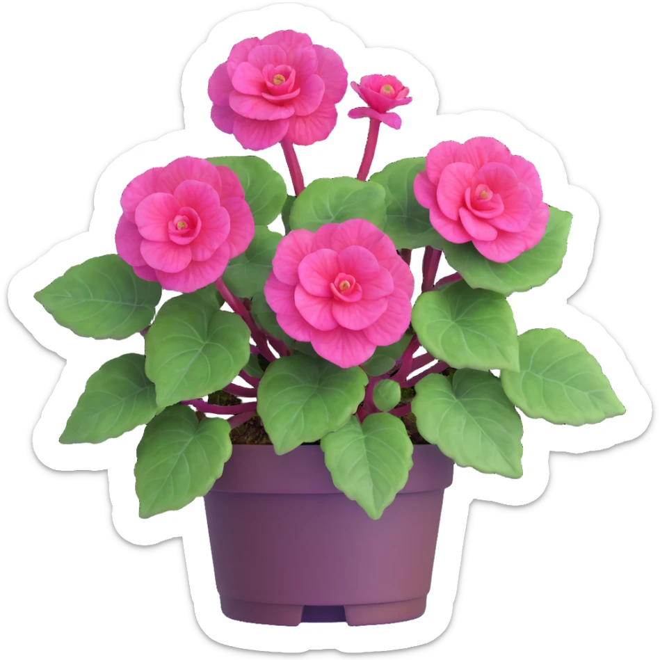 Bird's eye view of Begonia Rex plant showing spiral leaf formation from directly above, dark green leaves with purple edges and white spots sticker