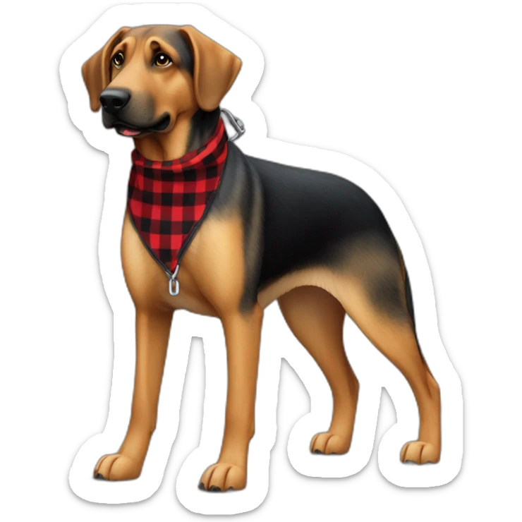 adult 75% Coonhound 25% German Shepherd mix dog wearing small pointed red buffalo plaid bandana full body walking left with leash sticker