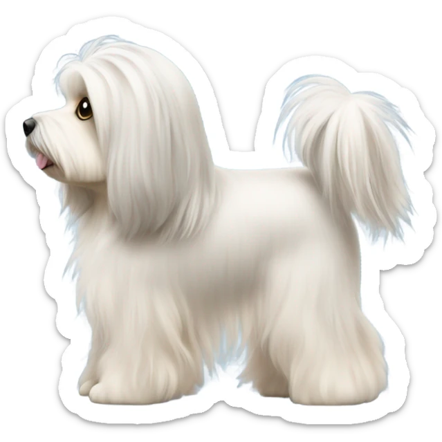Side view of Havanese with long hair all the way down to the dogs feet at a dog show  sticker